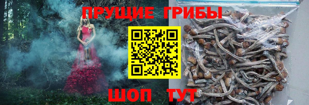Псилоцибиновые грибы Psilocybine cubensis Вологда